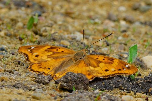 Apatura ilia