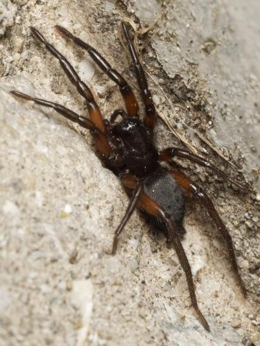 Gnaphosa (alpica-bicocor)
