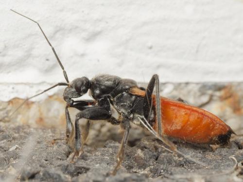 Peirates hybridus