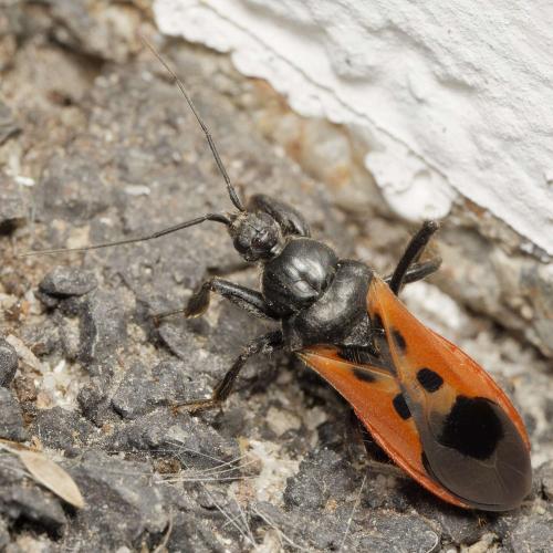 Réf. 347 051 : Peirates hybridus