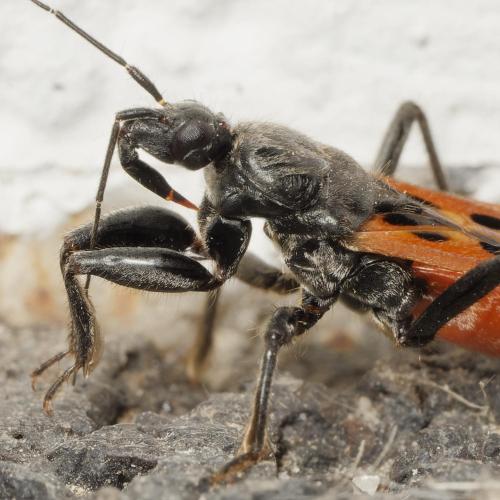 Réf. 347 424 : Peirates hybridus