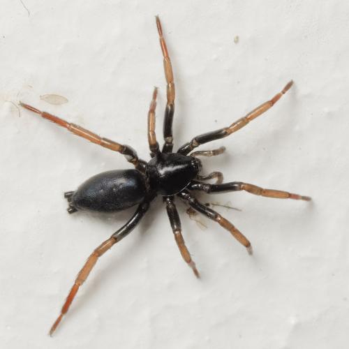 Trachyzelotes pedestris