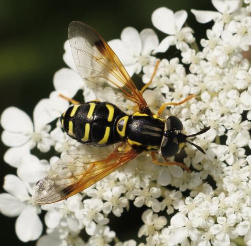 Réf. 347 067 : Chrysotoxum festivum