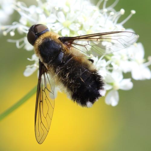 www.galerie-insecte.org/galerie/image/dos347/big/_les%20Ramees_Lans%20en%20Vercors_CARNET%20Mathurin%20169.JPG