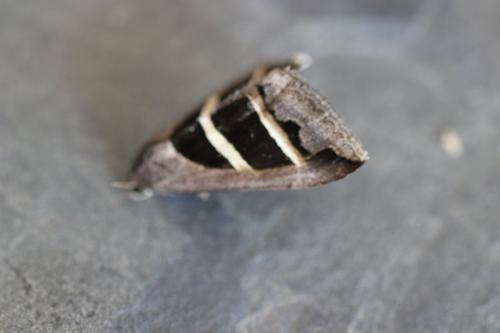 Grammodes bifasciata