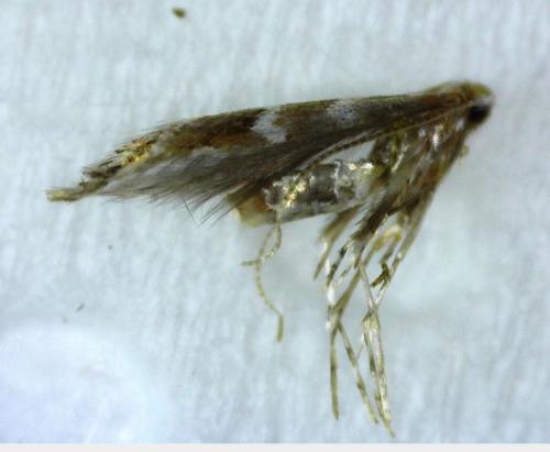 Réf. 347 143 : Cameraria ohridella