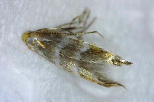 Réf. 347 142 : Cameraria ohridella