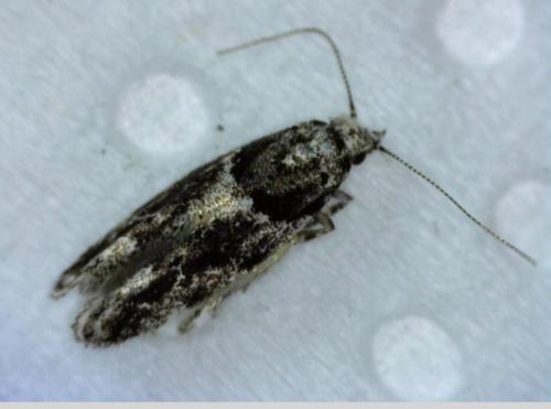 Recurvaria nanella