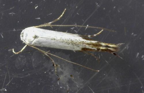 Lyonetia clerkella