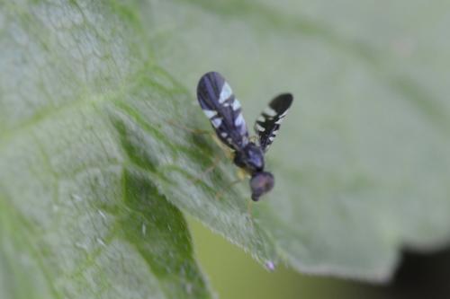 Cryptaciura rotundiventris