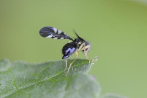 Cryptaciura rotundiventris