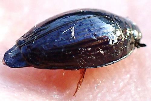 Gyrinus urinator