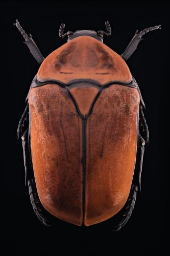 Pachnoda sp.