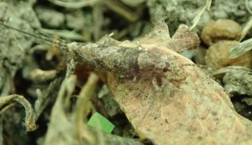 Trigoniophthalmus sp.