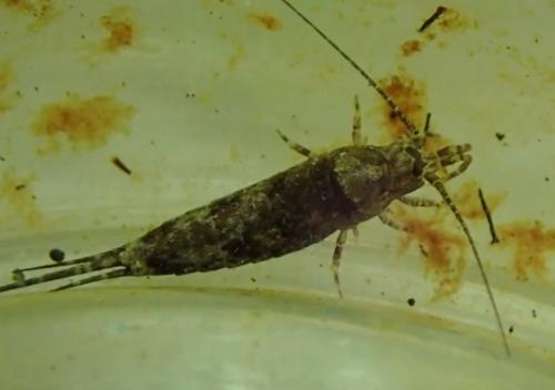 Trigoniophthalmus sp.