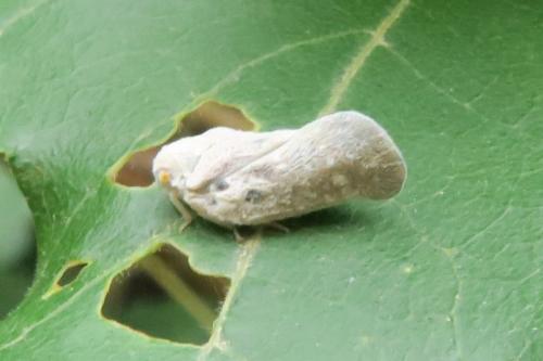 Metcalfa pruinosa