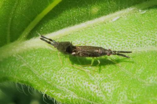Réf. 347 576 : Heterotoma planicornis