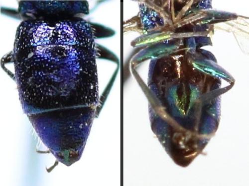 Trichrysis cyanea