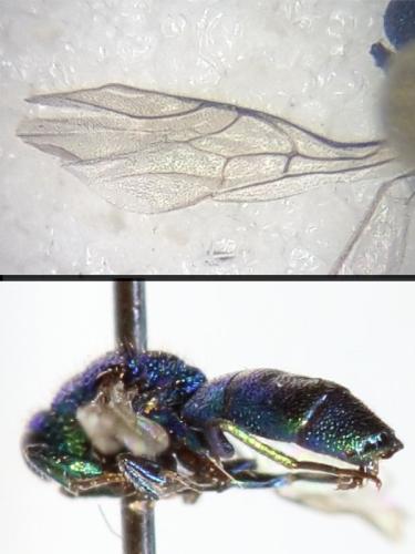 Trichrysis cyanea