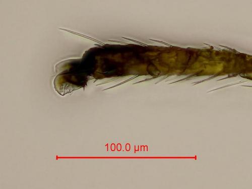 Orius sp.
