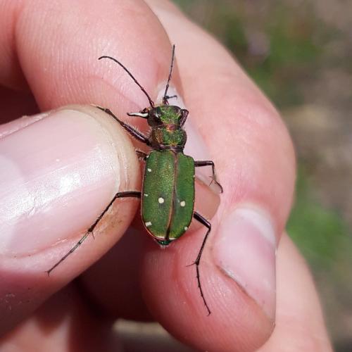 Cicindela campestris