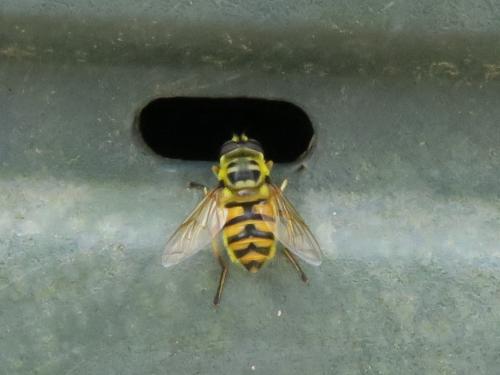 Myathropa florea