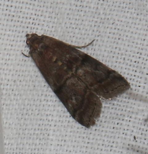 Réf. 347 125 : Phycita roborella