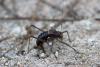 347853 – Photo : Mathurin CARNET – Portugal