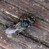 Astata sp.