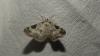 347359 – Photo : florent besson – France (74)