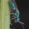 347866 – Photo : Patrice skrzynski – France (72)