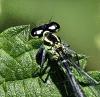 347729 – Photo : Magne Michel – France (65)