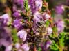 347899 – Photo : Danièle Tixier-Inrep – France (48)