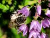 347900 – Photo : Danièle Tixier-Inrep – France (48)