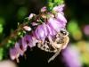 347901 – Photo : Danièle Tixier-Inrep – France (48)