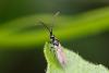 347590 – Photo : Pierre Duhem – France (17)
