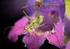 347845 – Photo : Damien GRILLIERE – France (15)