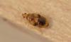 347779 – Photo : Christian Berquer – France (50)