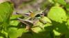 347206 – Photo : florent besson – France (74)