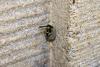 347962 – Photo : Numayta – France (68)