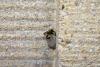 347964 – Photo : Numayta – France (68)