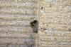 347965 – Photo : Numayta – France (68)