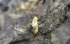347681 – Photo : Numayta – France (68)
