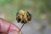 347467 – Photo : Numayta – France (68)