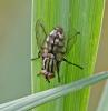 347100 – Photo : Oryctes – France (59)
