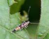 347943 – Photo : Michel Pansiot – France (26)