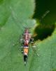 347941 – Photo : Michel Pansiot – France (26)