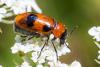 347111 – Photo : Jean-Claude Lablanquie – France (63)