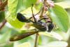 347341 – Photo : Jean-Claude Lablanquie – France (63)