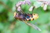 347342 – Photo : Jean-Claude Lablanquie – France (63)